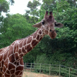 Dehiwala Zoo