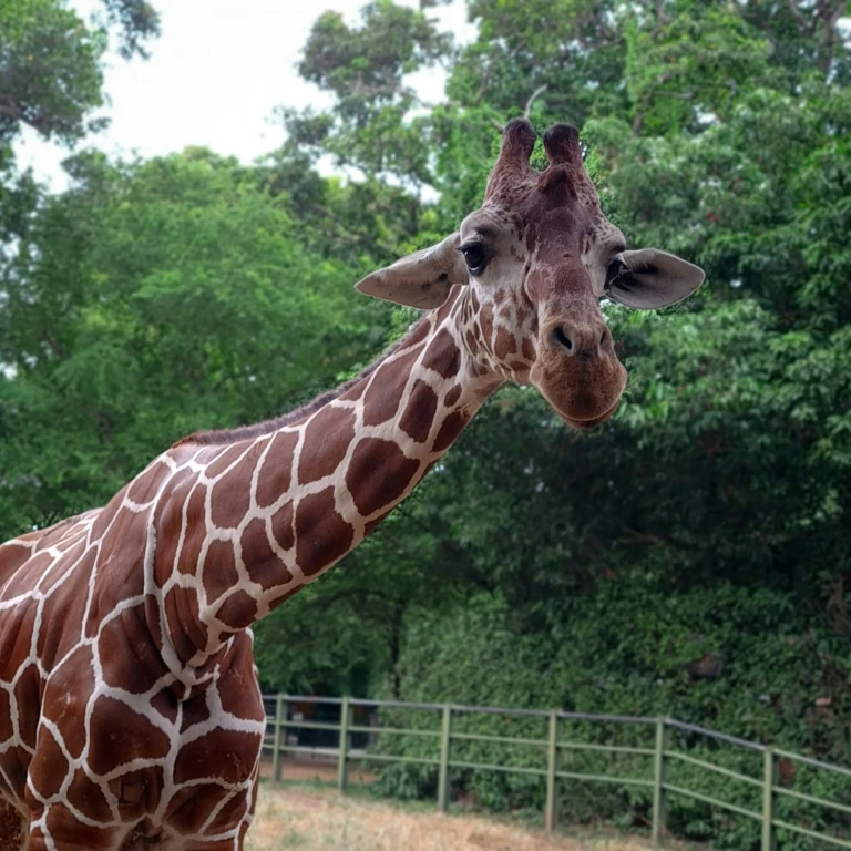 Dehiwala Zoo