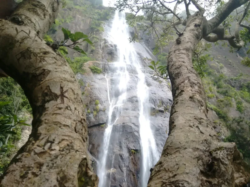bambarakanda